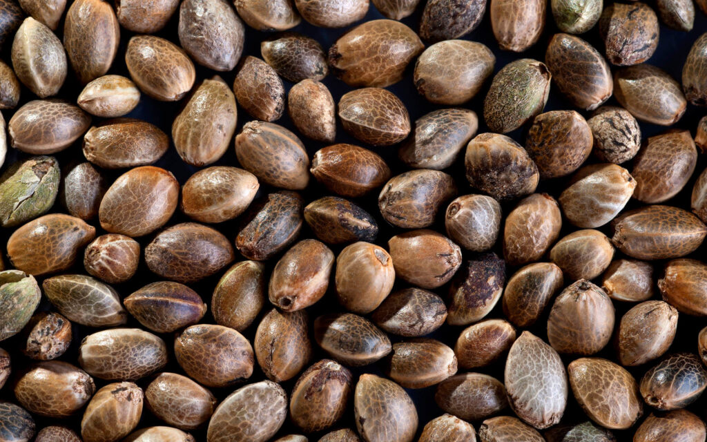 Harnessing the Power of Cannabis Seeds for Natural Pain Management